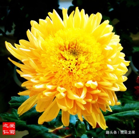 喜欢菊花,不如养盆“优良名菊”唐宇托桂,似金凤展翅,翱翔天际