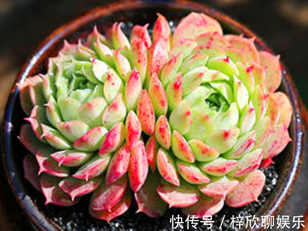 多肉|这些多肉即将进入休眠期，休眠时用对养护方法，可以平安度过夏天