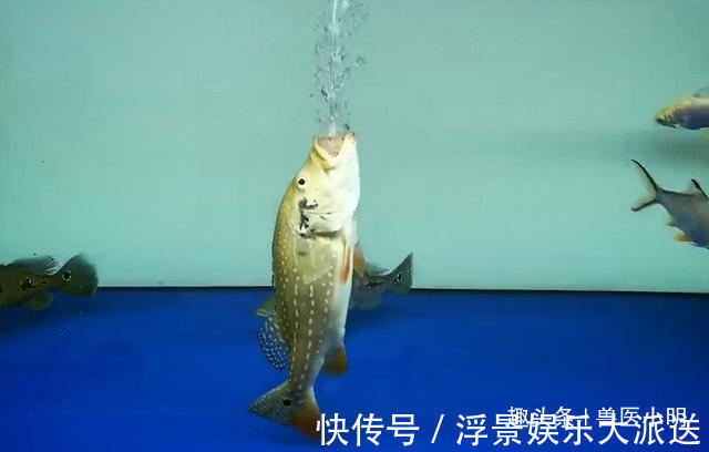 小明|男子打算给鱼缸换水，却发现其中一条鱼行为不正常有什么心事吗