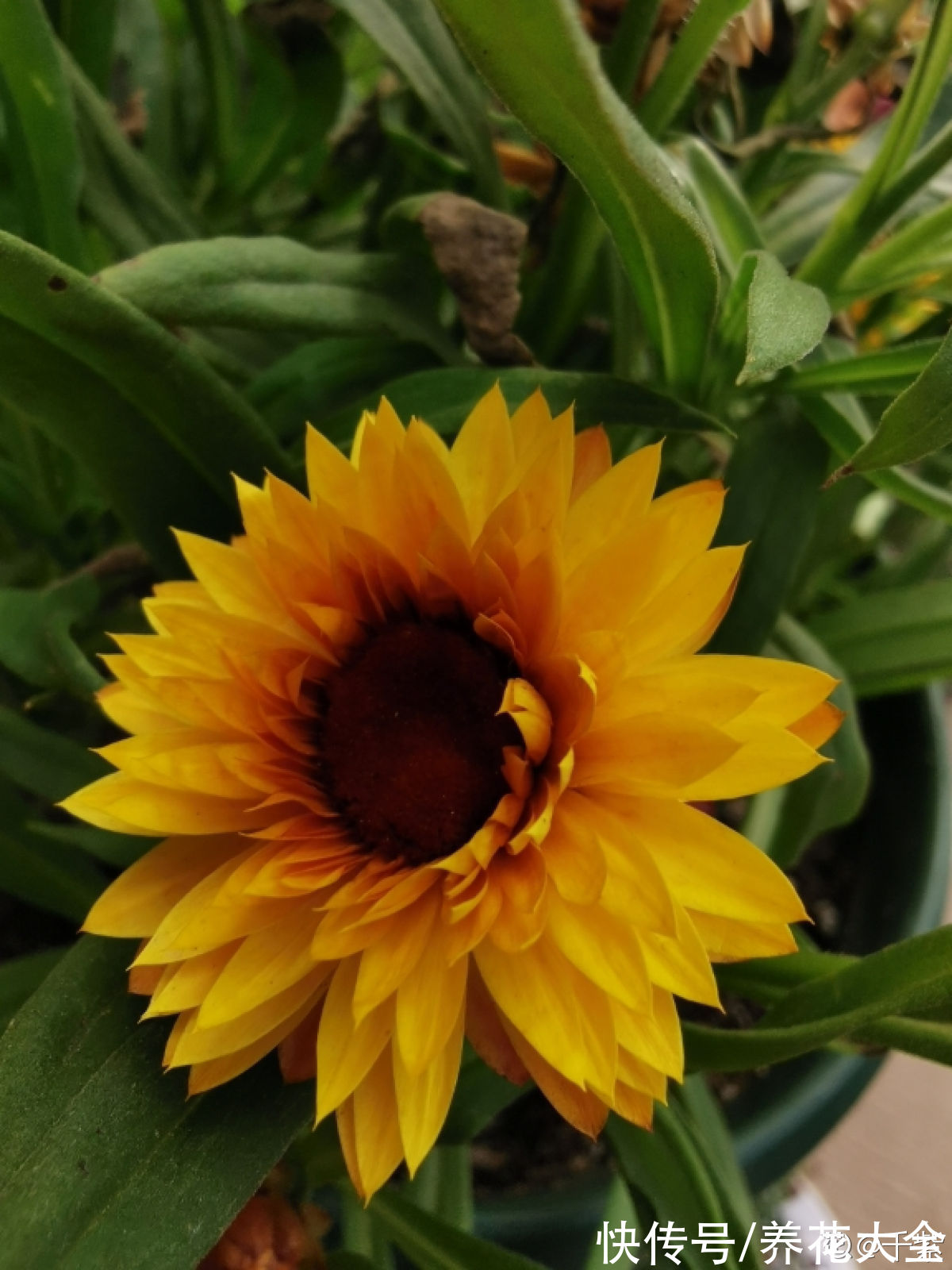 蜡菊被称为“永生花”，自带油画气质，花不谢根不烂，好看又好玩