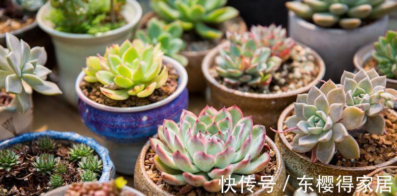 浇水是个难点,没有摸清这些要求,多肉烂根黄叶、没精神