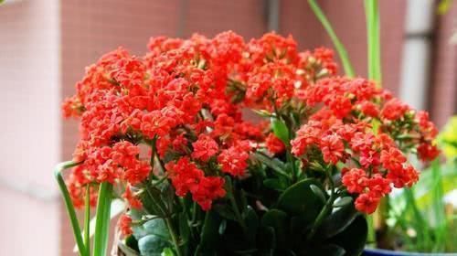 养分|长寿花现在避开这3点,还能开“一茬”,花量大1倍