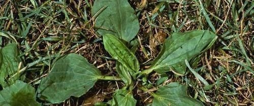 桑叶茶|糖尿病的“祸首”发现了,并不是甜食,而是它,劝你别再往嘴里塞