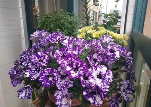  花色|花色奇特的1种阳台花卉，花苞梦幻，比牡丹还漂亮，比绿萝还爱长