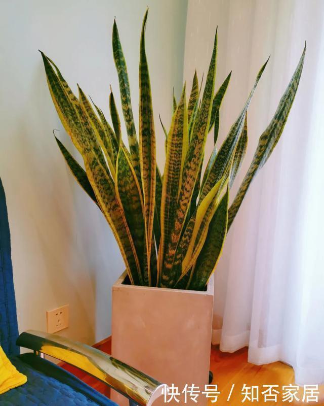 爆盆|养花技巧：折腾不死的25种花，咋养都爆盆，懒人最适合