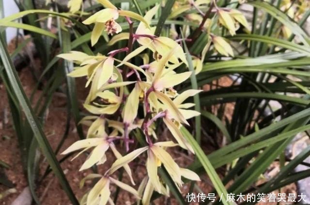 公认难养的6种花，新手慎买，养不活还浪费钱！