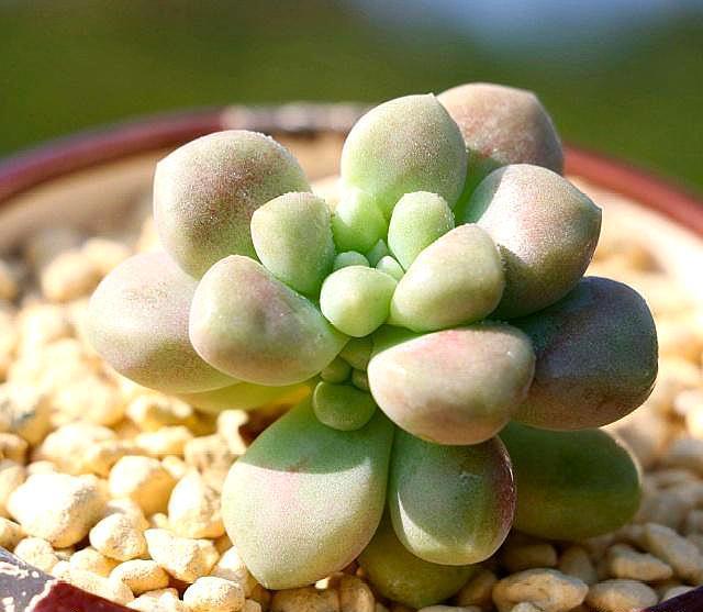 多肉植物“叶子”缺水有4个“信号”,学会一种,养多肉很简单!