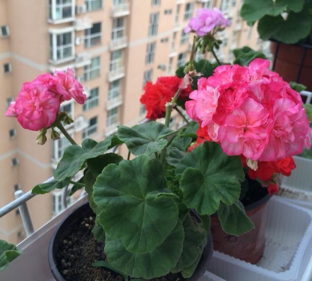 新手养花,不如养盆花中精品“洋绣球”,花大色艳,五彩缤纷