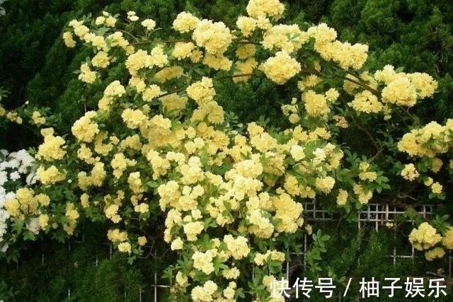 院子再小，也要养棵它，2年长一片，开花特别美，左邻右舍都说香