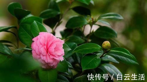 花卉|此3种花生长环境很特殊，就喜欢酸性土，长得欢开花多，花色娇艳