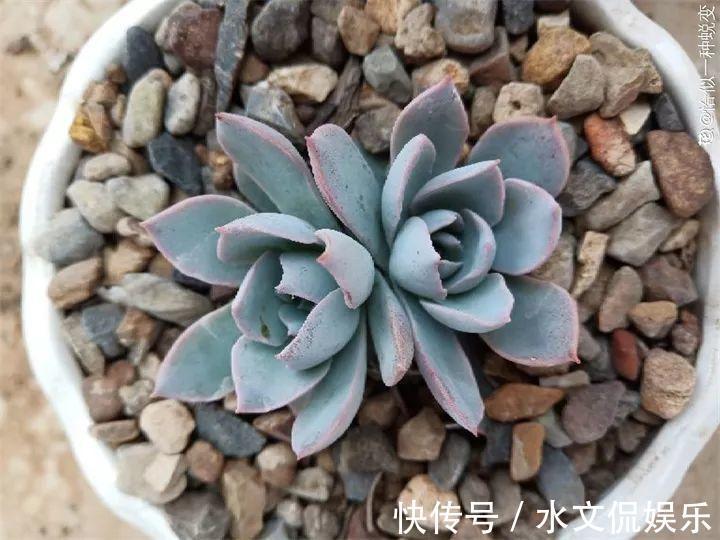 玉缀|秋天买多肉,认准这点,长得胖嘟嘟窜出一圈小芽!