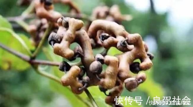 鸡爪梨|立秋时节咳嗽频发，不要慌常用此果泡酒，咳嗽不咳，胜过止咳药