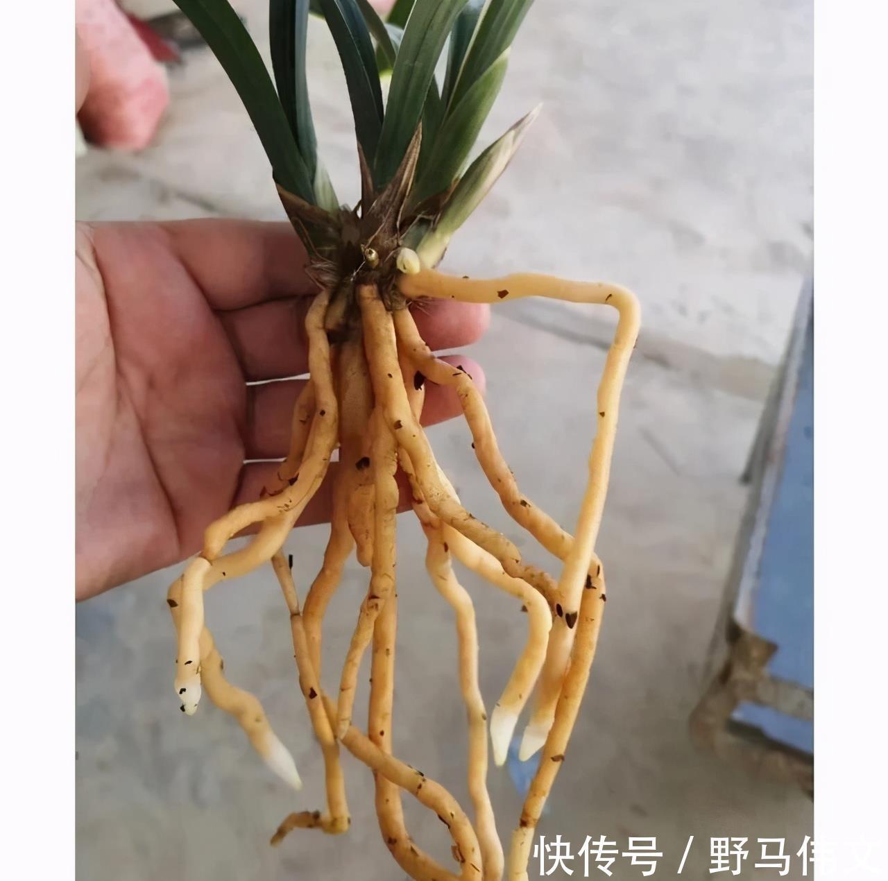 白嫩|入冬养兰有“三怕”，避开不落蕊，缀出白嫩萝卜根，绽放层叠群兰