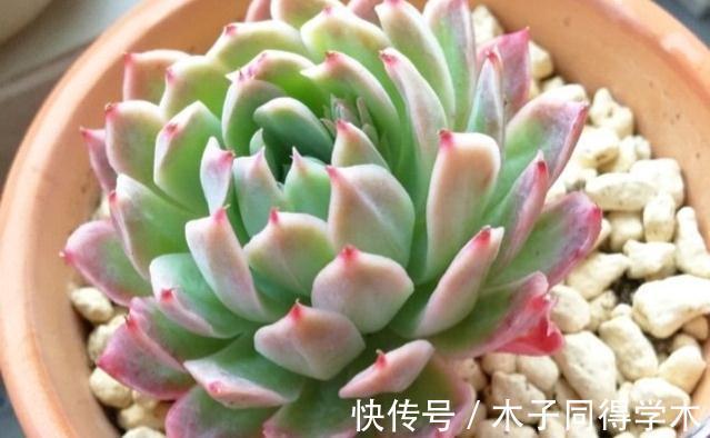 叶片|养一颗秋宴,赴一场秋季的多肉视觉盛宴