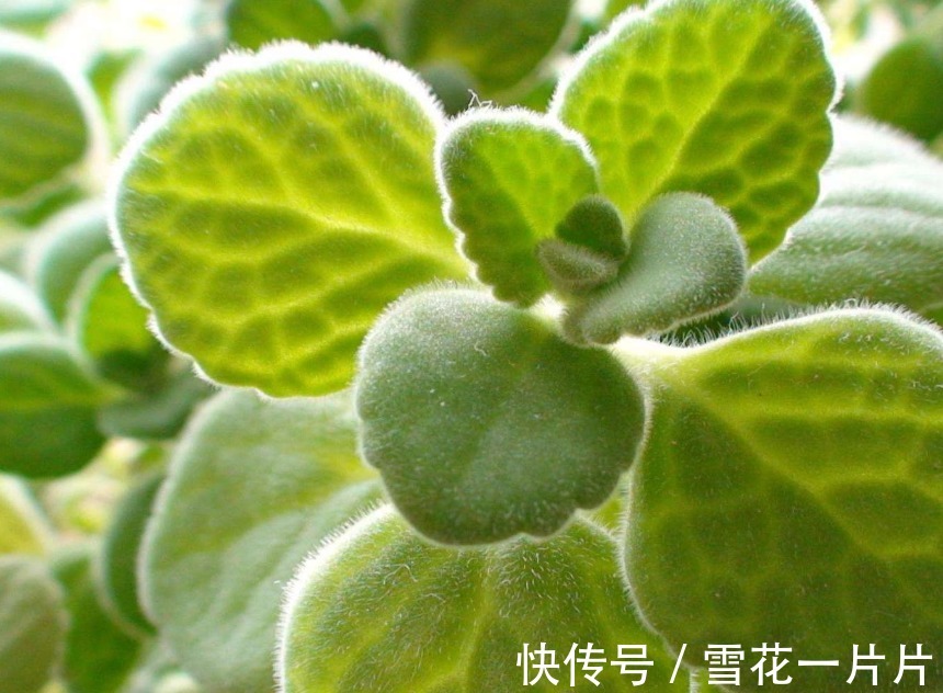 卧室养三种花，叶片绿，开花艳，空气清新，睡眠质量高