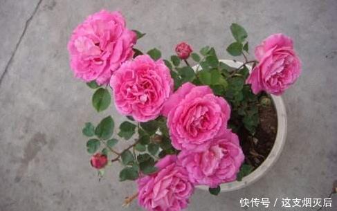 现在扦插此4种花,一周就长芽生根,一棵变多棵,成养花大户了