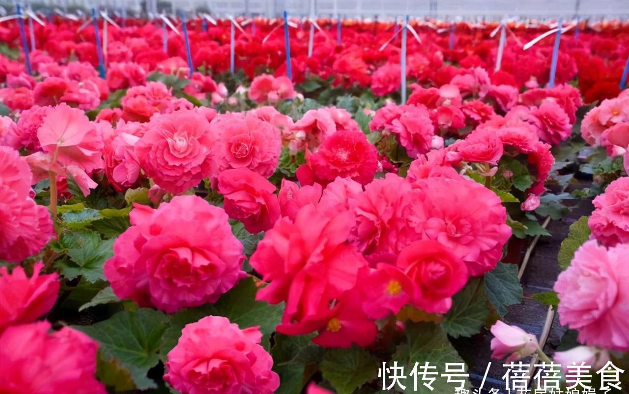 家居空间小没地方养花?16种适合吊养的花,小空间养花的必备良品