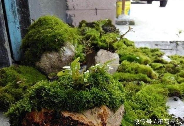 马铃薯汁|盆景教学山水盆景中最难的是点苔，教你如何快速上苔