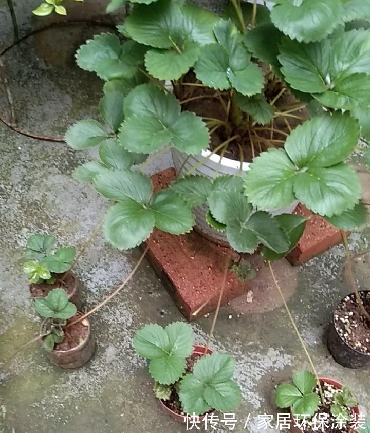 7种花养老桩不好，多扦插、养嫩苗，才能年年开花