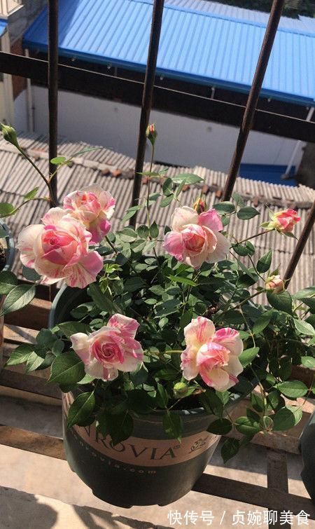 养花不如养这几款花,好养还爱开花,鲜艳漂亮,花开枝繁叶茂