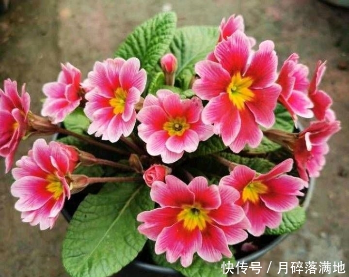 冬天养什么花好,它就不错,花朵大花苞多,很漂亮好养活