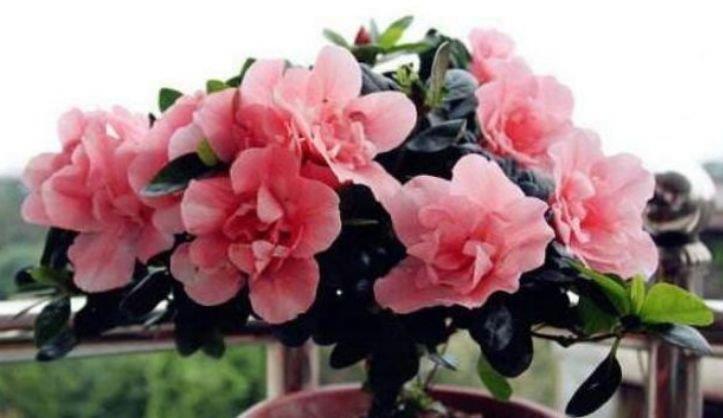 植物|这几款植物养在家里，花期长易打理，简单易成活，纯洁美