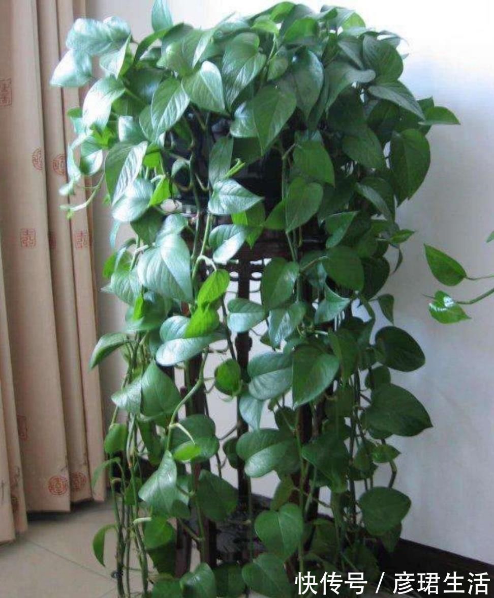 养花|这3种花要“懒养”，越是粗放养护，植株长势越旺盛