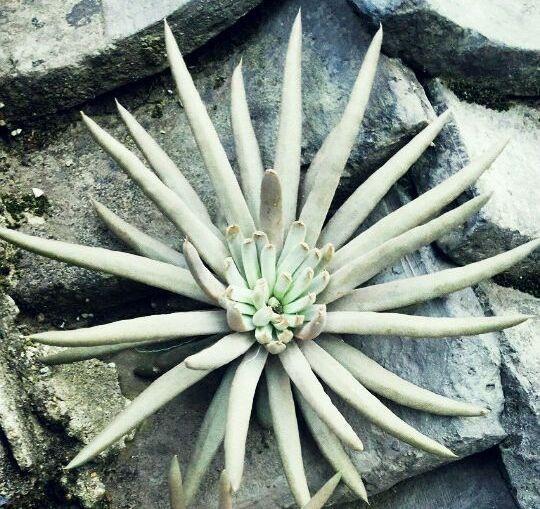 瓦松|老家房上“1种植物”,遇见必采,半年养出50株,家里养了有福气