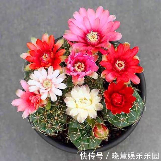 九种“养不死”的花，绿萝只能排最后一名，再养不活只能买假花了