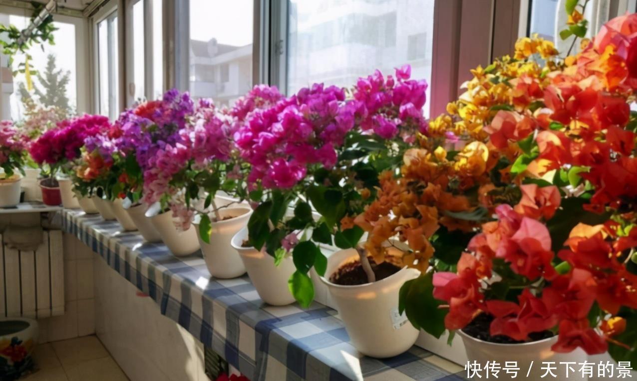 养护|涨知识!邻居奶奶养三角梅,全靠抓住这3点