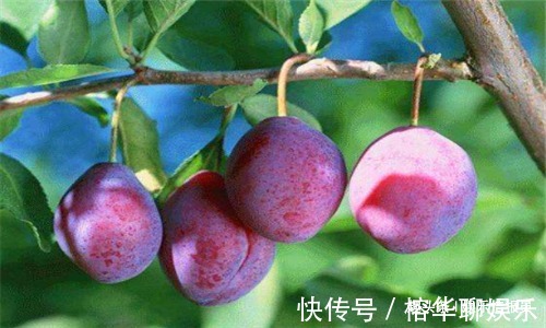 补气养血|秋天来了,常吃4种食物,补气养血,滋阴补肾,预防子宫早衰