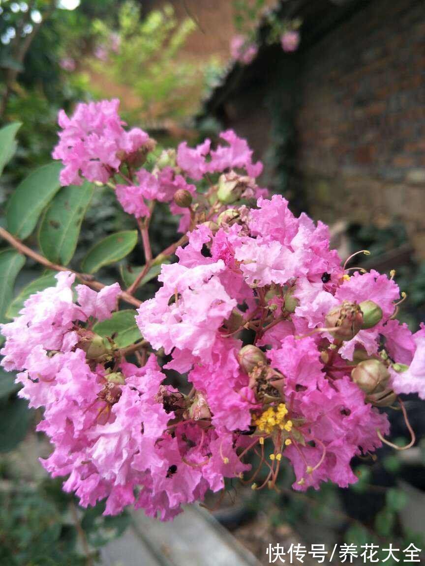 养花新手玩盆景?这5种再合适不过了,个个养成艺术品