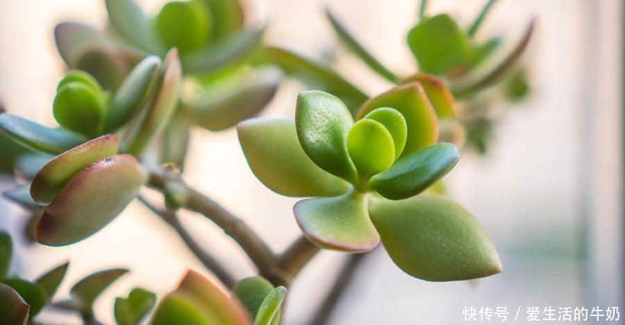 别信卧室养绿植除甲醛,还有这些花一定不要养,否则只有后悔