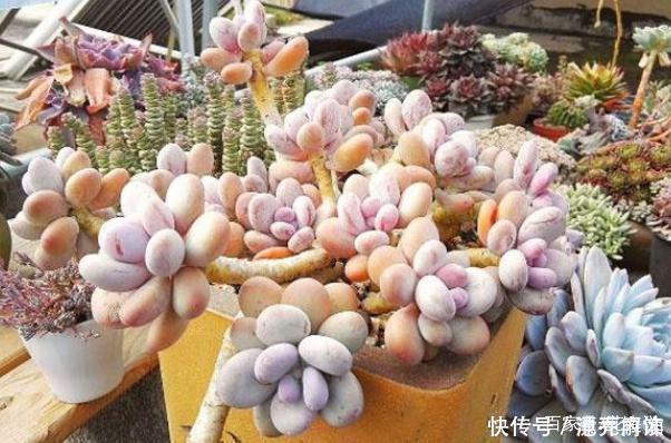 景天科|多肉中的7大美人,个个都千娇百媚,美极了!