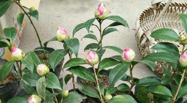 茶花花期做好“三点”，花苞再也不会“打不开”
