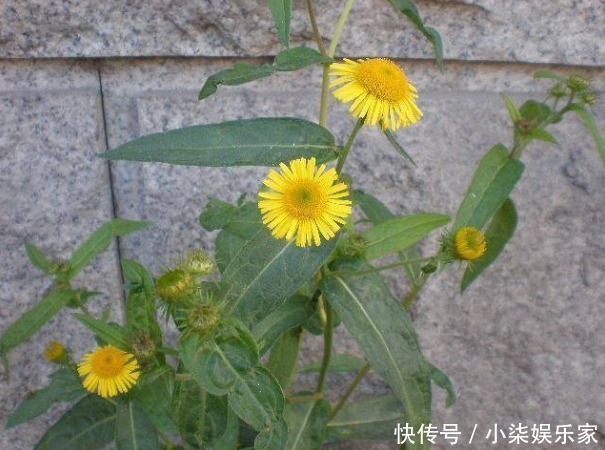 乡村|小黄花在河边的乡村曾经很常见,今天因为其药用价值10元一斤