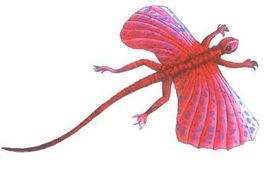 不会飞的动物也想“飞”那些向往飞行的动物学会的第一个“技能”