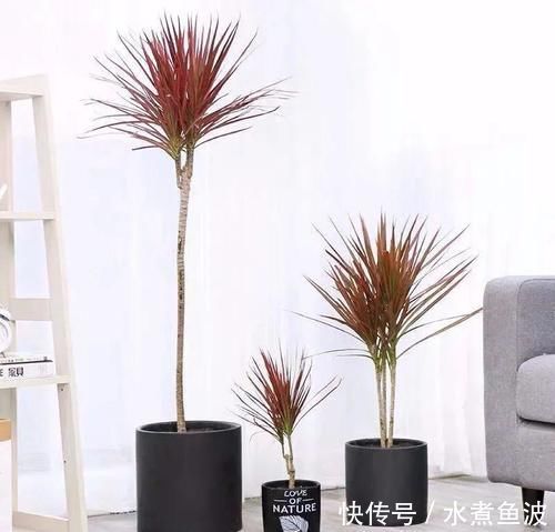 三种“吸毒花”,个个都是吉祥花,家里养一盆,呵护全家健康