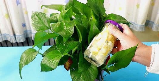 还在花钱买花肥?教你自制有机肥,不花一分钱养啥花都旺!