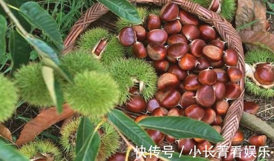 栗树|古语有云,“门前种三树,家兴富三世”,具体是指哪三种树呢?