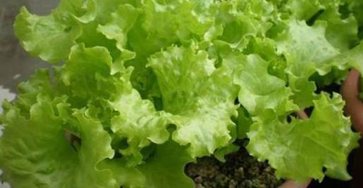 阳台上|非常适合盆栽在阳台上!阳台盆栽上几盆,足足吃一年!