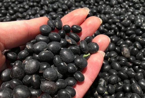 黑豆|都说吃醋泡黑豆好,究竟吃醋泡黑豆有什么好处今天告诉你答案!