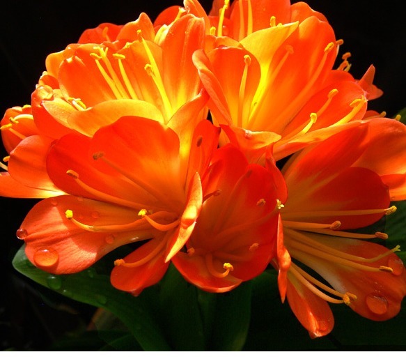 叶片|新手养君子兰,浇水记住“1句话”,不怕烂根,叶片更绿