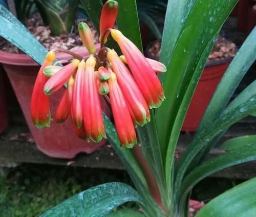 君子兰、蟹爪兰叶片打蔫,擦一擦,20天长油绿叶