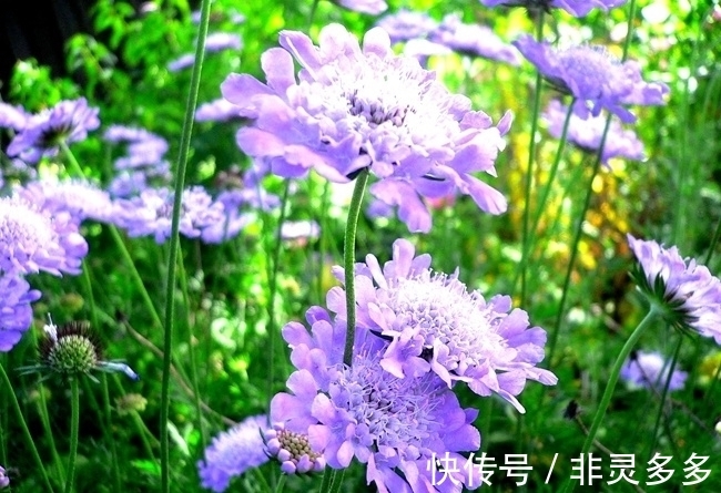 被低估的“三种花”,叶片自带香气,家里摆一盆,家人更健康