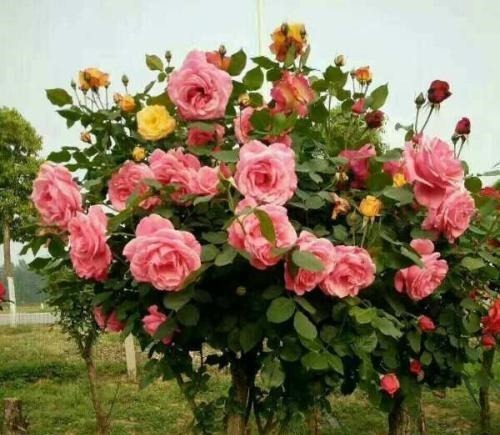 少抽两包烟，也要种此花，一年花开280天，一株开三色，埋土就活