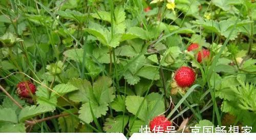 熟地黄|小时候常见却叫不出名字的植物,太全了