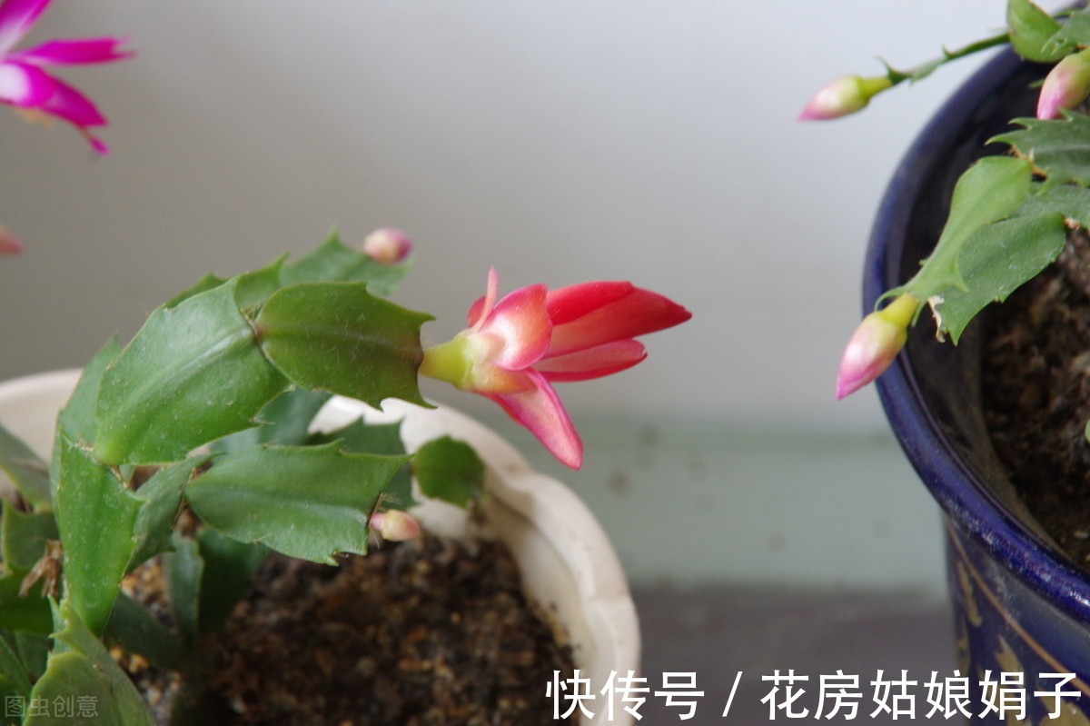 花卉|“馋嘴”的蟹爪兰,就喜欢2种酸,浇1点蹭蹭长,花期早开花多