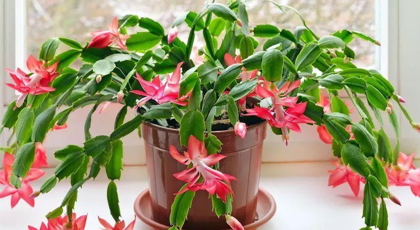 一个叶片,扦插蟹爪兰,一晾一晒,大白根7天冒出来