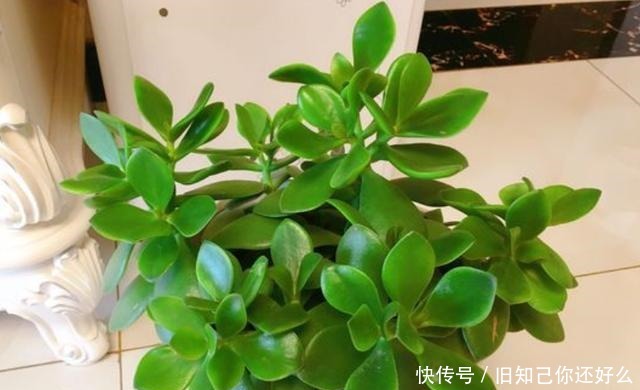 修剪|玉树小苗变“小树”,只用了这几招,一天比一天茂盛,疯长不停